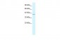 RIMS3 antibody - C-terminal region